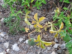 Cochlospermum wrightii