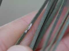 Chionaspis pinifoliae