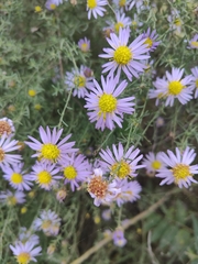 Aster