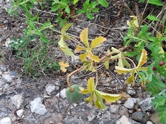 Cochlospermum wrightii