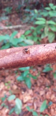 Kalcerrytus