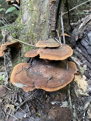 Phylloporia