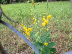 Crotalaria spectabilis