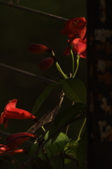 Bignonia capreolata