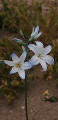 Zephyra elegans