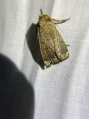 Abagrotis alternata