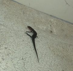 Morethia lineoocellata