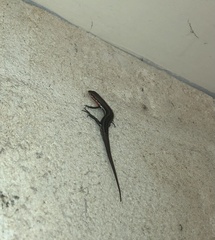 Morethia lineoocellata