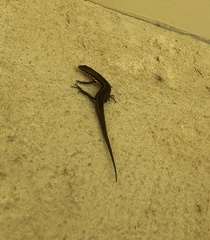 Morethia lineoocellata