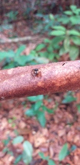 Kalcerrytus