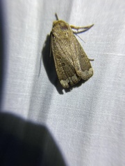 Abagrotis alternata
