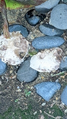 Basidiomycota