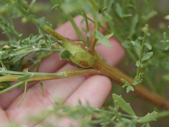 Gnorimoschema baccharisella