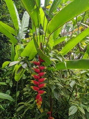 Heliconia platystachys