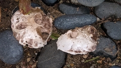 Basidiomycota