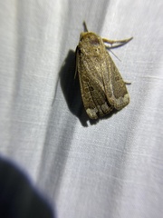 Abagrotis alternata