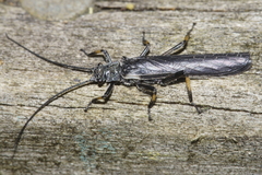 Austroperla cyrene