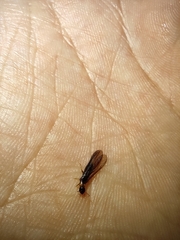 Kalotermes flavicollis