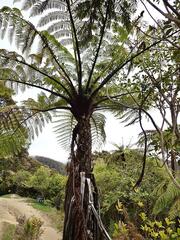 Cyathea medullaris