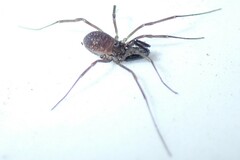 Oskoron spinosus