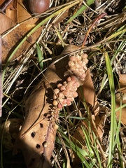 Callirhytis piperoides