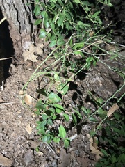 Styphnolobium affine