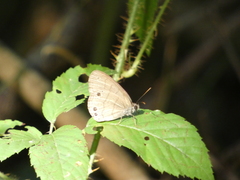 Hermeuptychia sosybius