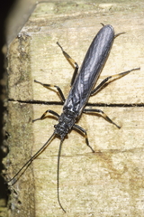 Austroperla cyrene