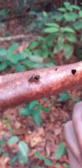 Kalcerrytus