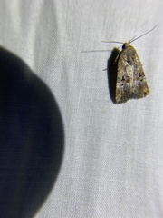 Elaphria chalcedonia