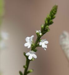 Verbena carolina