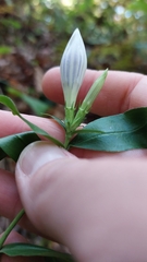 Gentiana decora