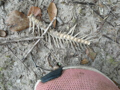 Vertebrata