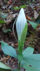 Gentiana decora