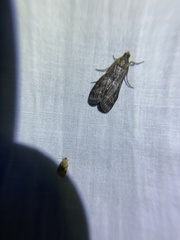 Euzophera ostricolorella