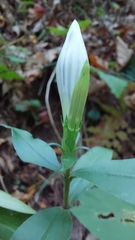 Gentiana decora