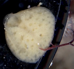 Porifera