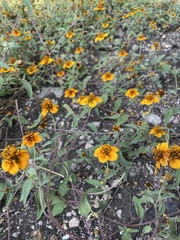 Sclerocarpus uniserialis