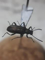 Tenebrionidae
