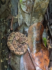 Bothrops asper