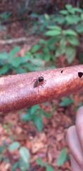 Kalcerrytus