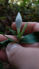 Gentiana decora