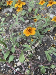 Sclerocarpus uniserialis