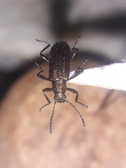 Tenebrionidae