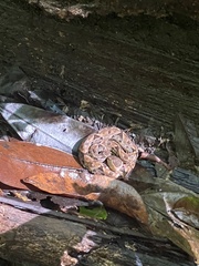 Bothrops asper