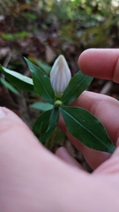 Gentiana decora