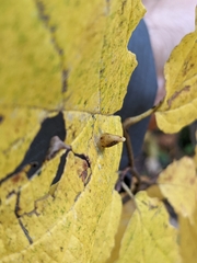 Hormaphis hamamelidis