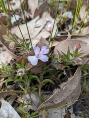 Hemiandra pungens