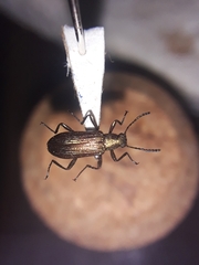 Tenebrionidae