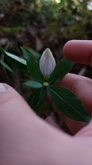 Gentiana decora